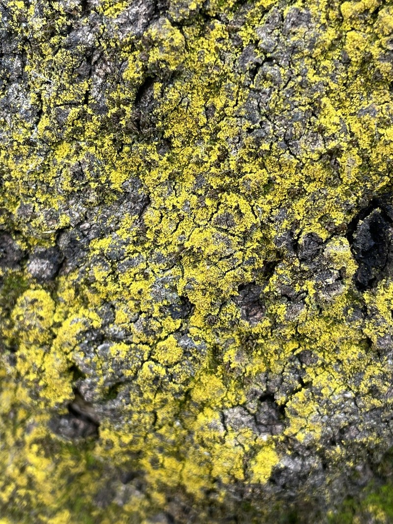 Dust Lichen photo 8