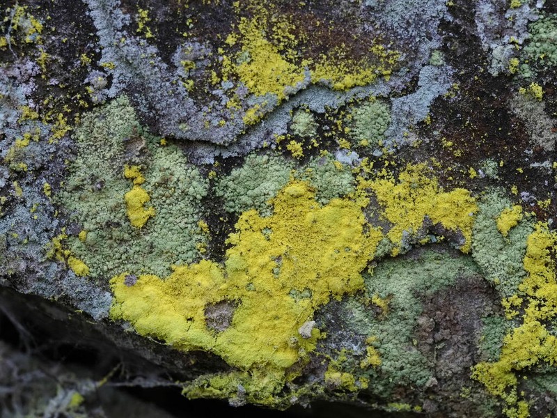 Dust Lichen