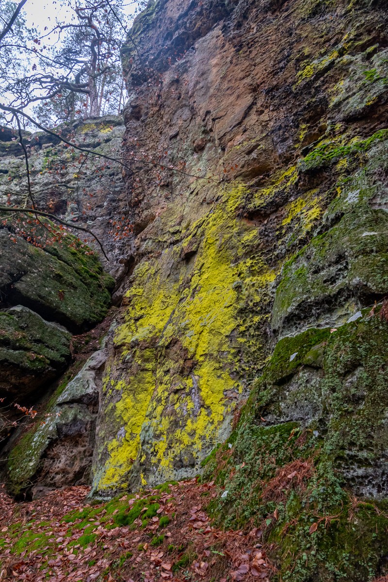 Dust Lichen photo 2