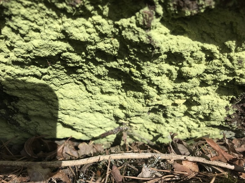 Dust Lichen photo 3