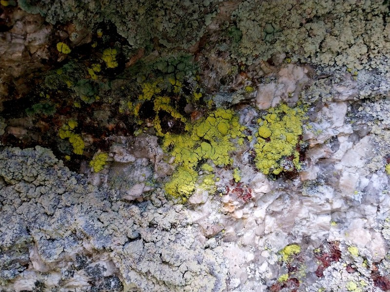 Dust Lichen photo 4
