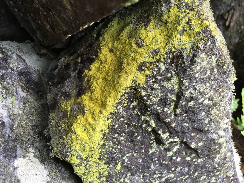 Dust Lichen photo 5