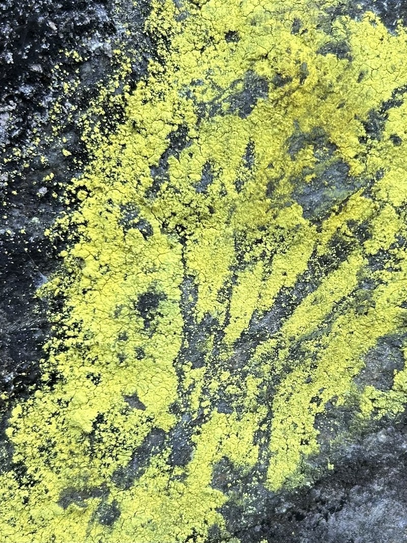 Dust Lichen photo 6