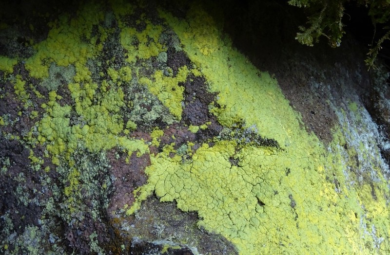 Dust Lichen photo 7