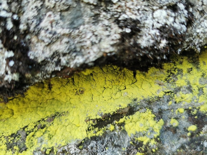 Dust Lichen photo 8