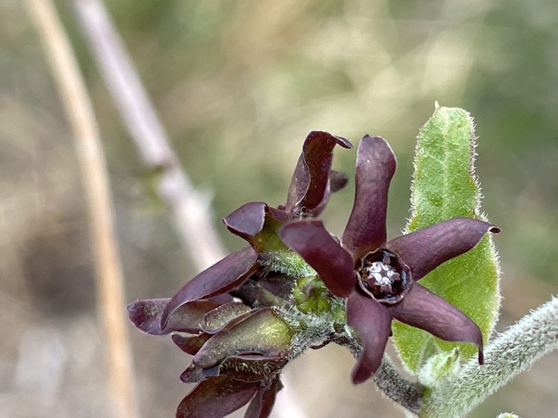 Darkstar Milkvine