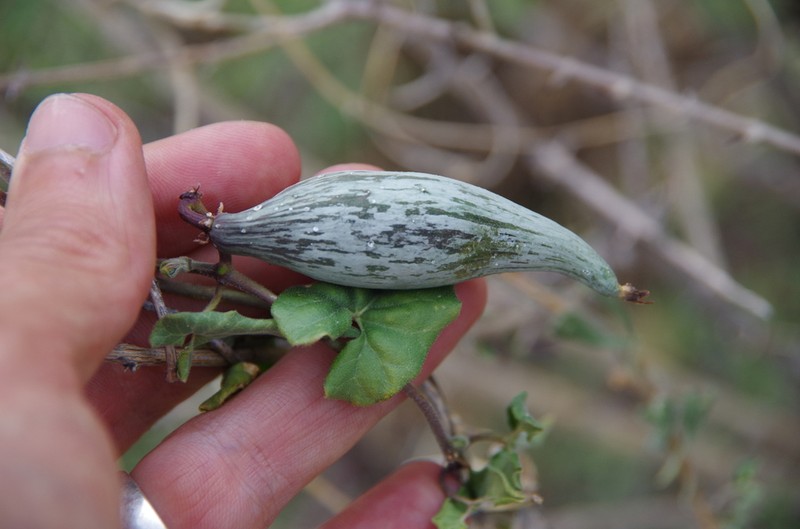 Darkstar Milkvine photo 2