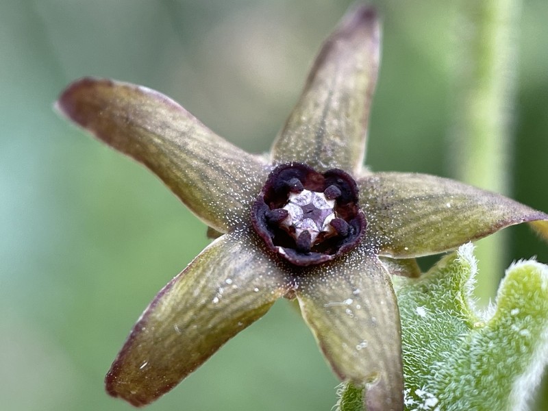 Darkstar Milkvine photo 3