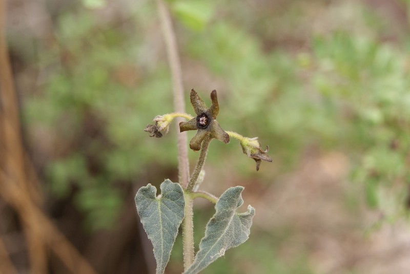 Darkstar Milkvine photo 4