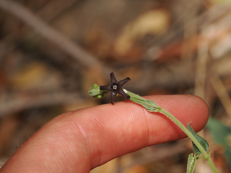 Darkstar Milkvine photo 5