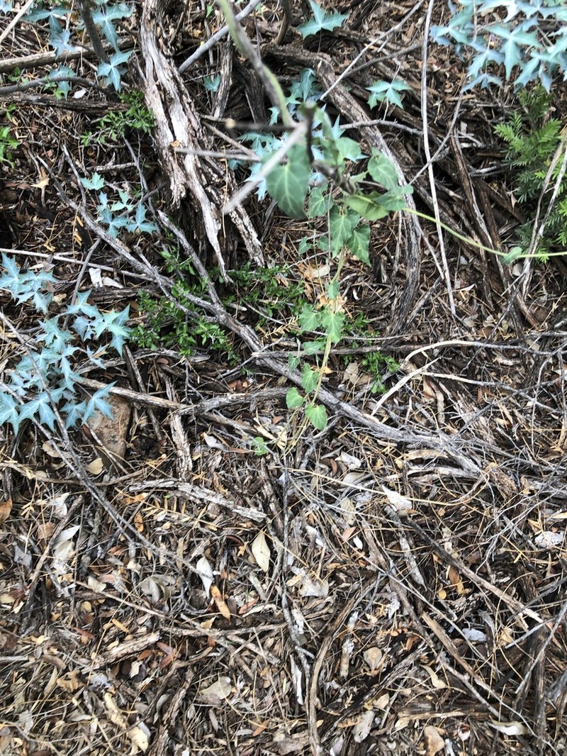 Darkstar Milkvine photo 6