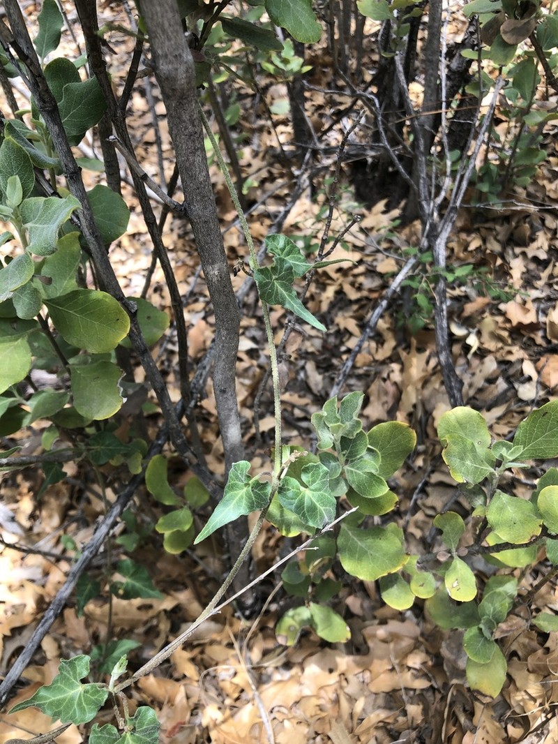 Darkstar Milkvine photo 7