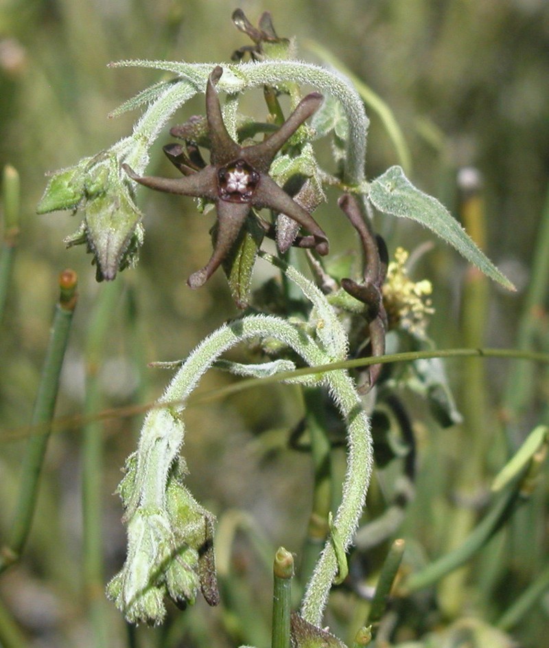 Darkstar Milkvine photo 8