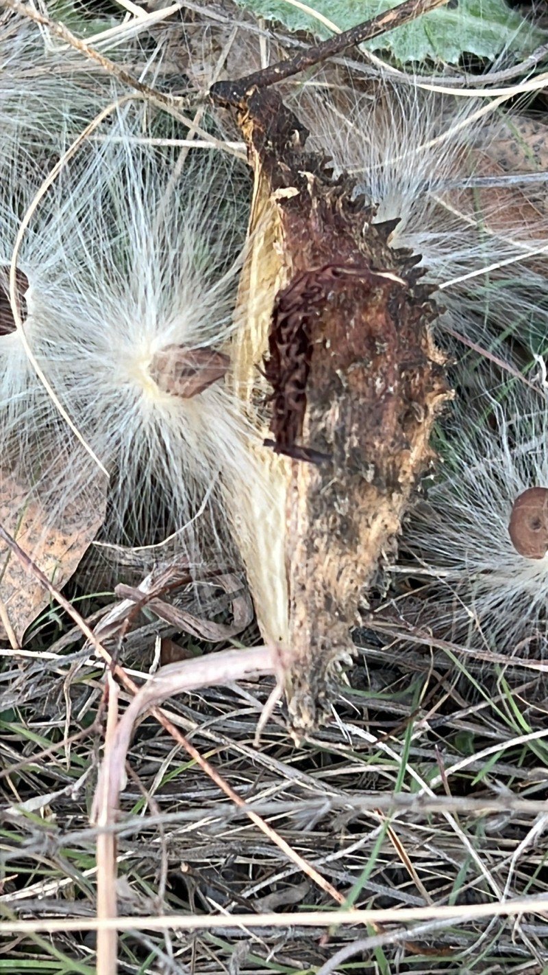 Star Milkvine photo 4