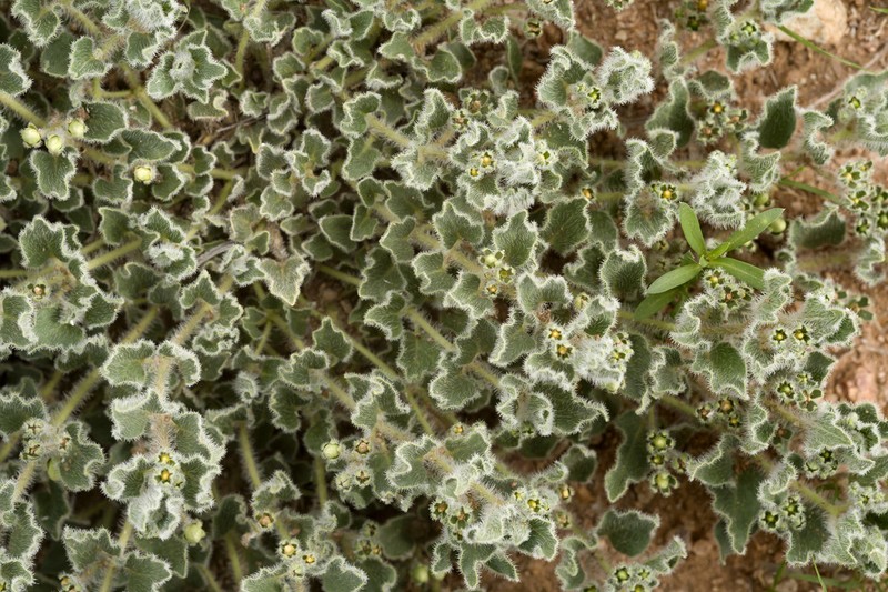 Chthamalia chihuahuensis