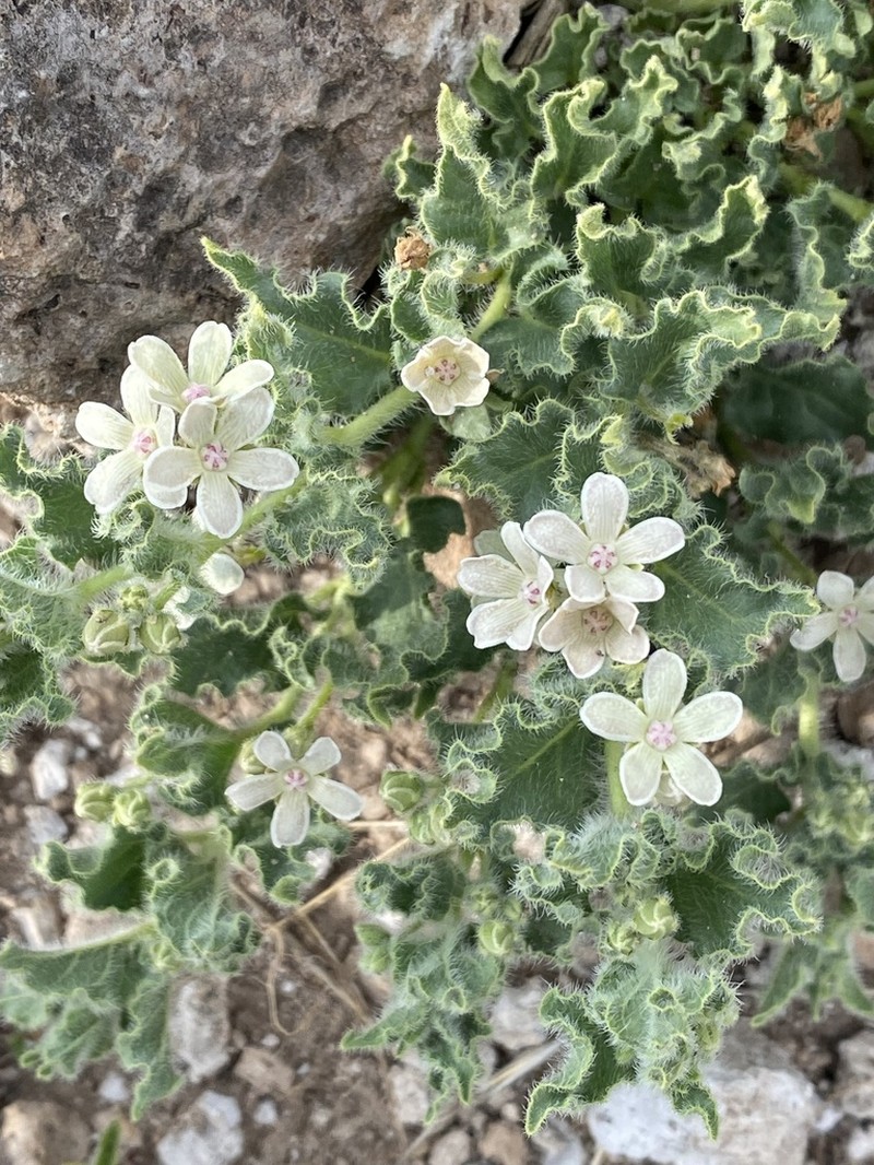 Chthamalia chihuahuensis photo 2