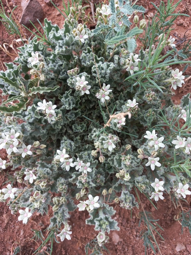 Chthamalia chihuahuensis photo 3