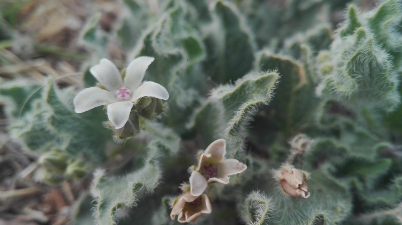 Chthamalia chihuahuensis photo 4
