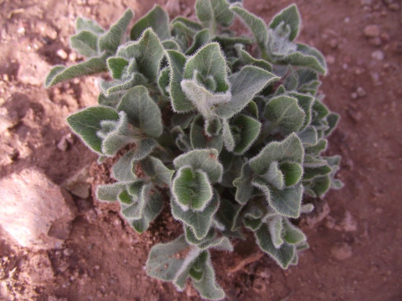 Chthamalia chihuahuensis photo 5