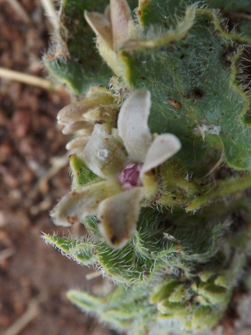 Chthamalia chihuahuensis photo 6