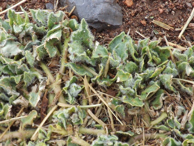 Chthamalia chihuahuensis photo 7