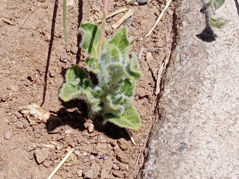 Chthamalia chihuahuensis photo 8