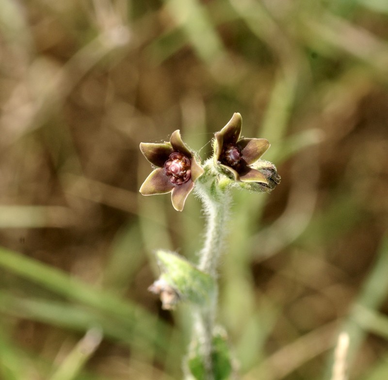 Prairie Milkvine photo 2