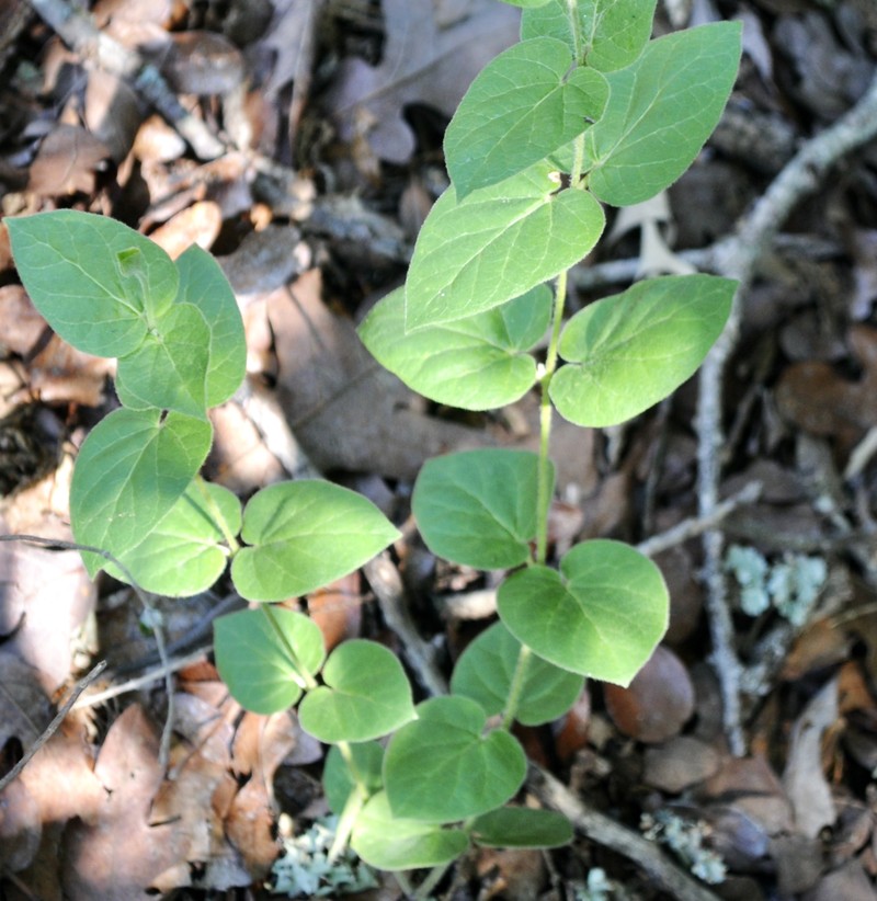 Prairie Milkvine photo 3