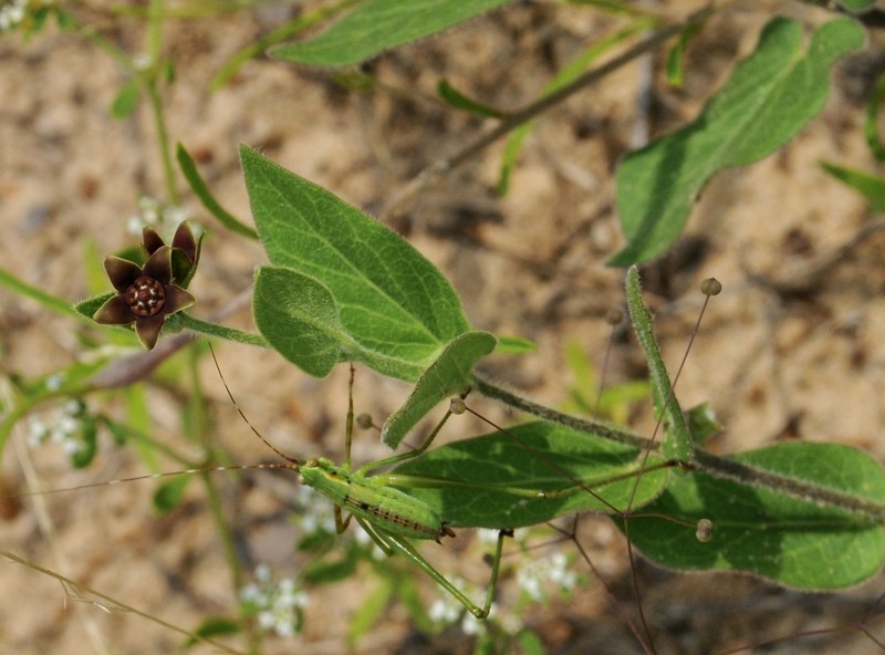Prairie Milkvine photo 4