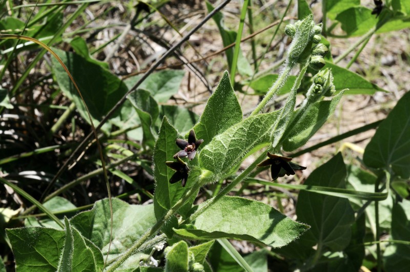 Prairie Milkvine photo 5