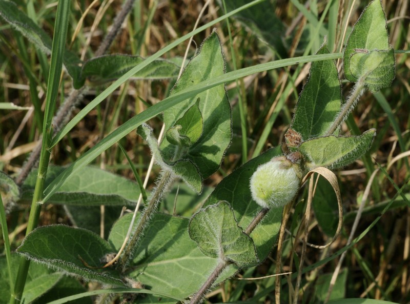 Prairie Milkvine photo 6