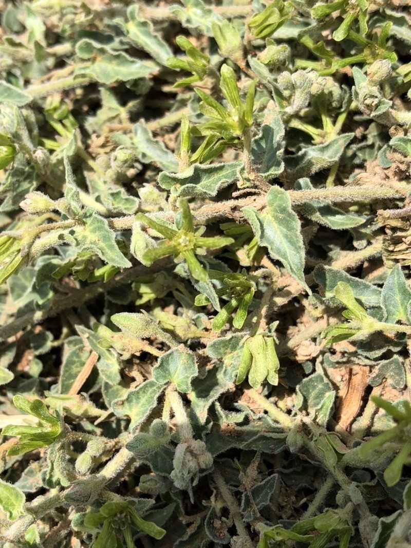 Chthamalia decumbens