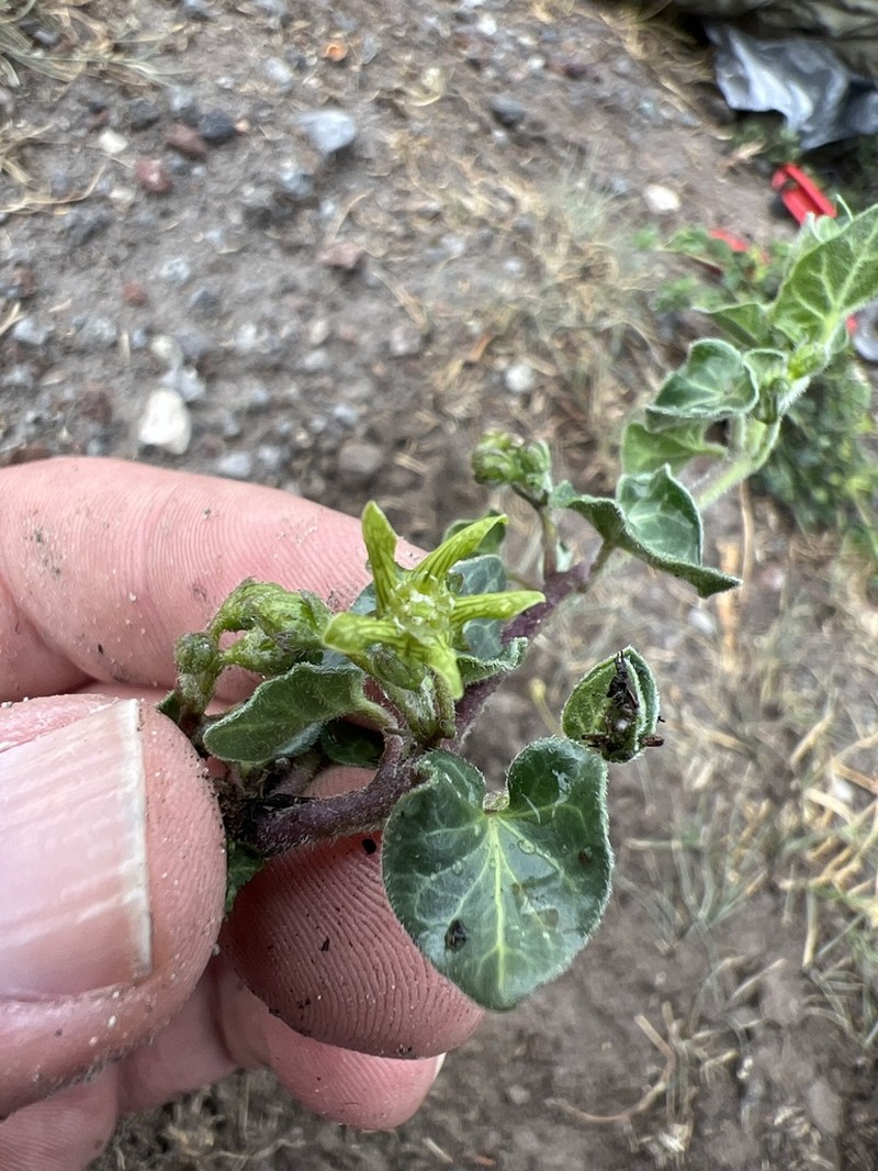 Chthamalia decumbens photo 2