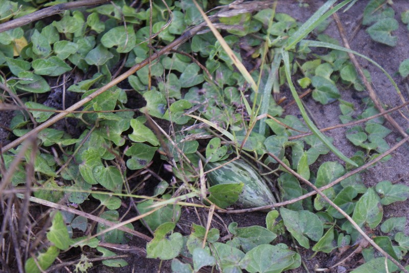 Chthamalia decumbens photo 3