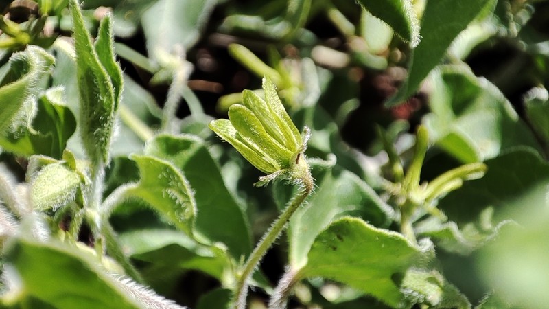 Chthamalia decumbens photo 4