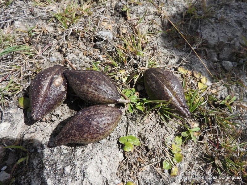Chthamalia decumbens photo 5