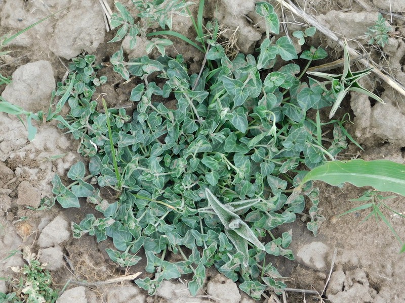 Chthamalia decumbens photo 7
