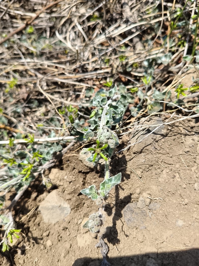Chthamalia decumbens photo 8