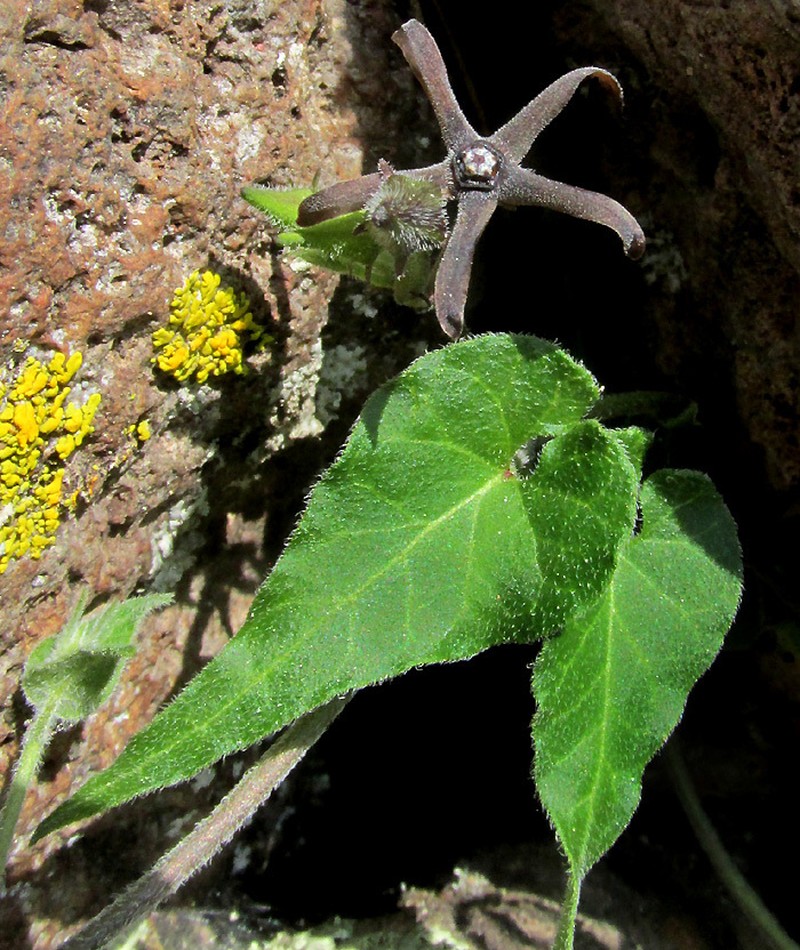 Chthamalia ojadapantha