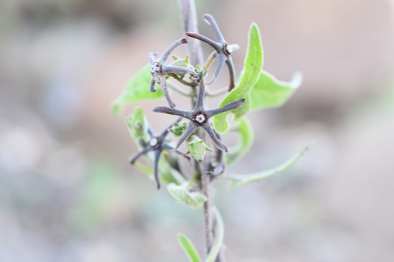 Chthamalia ojadapantha photo 2