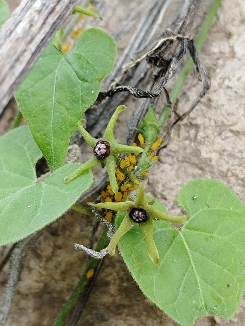 Chthamalia ojadapantha photo 4