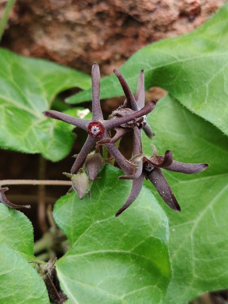 Chthamalia ojadapantha photo 5