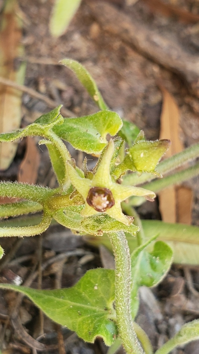 Chthamalia ojadapantha photo 6