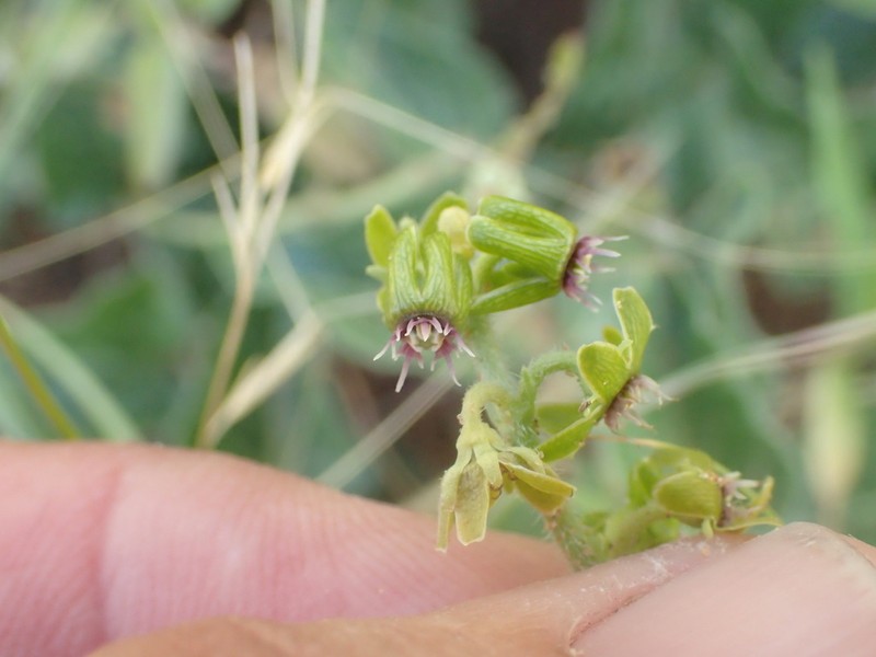 Smallflower Milkvine