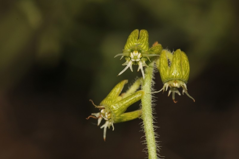 Smallflower Milkvine photo 2