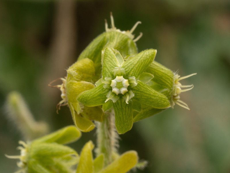 Smallflower Milkvine photo 4