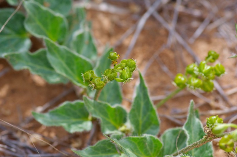 Smallflower Milkvine photo 6
