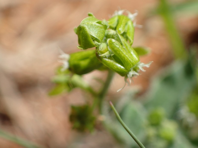Smallflower Milkvine photo 8