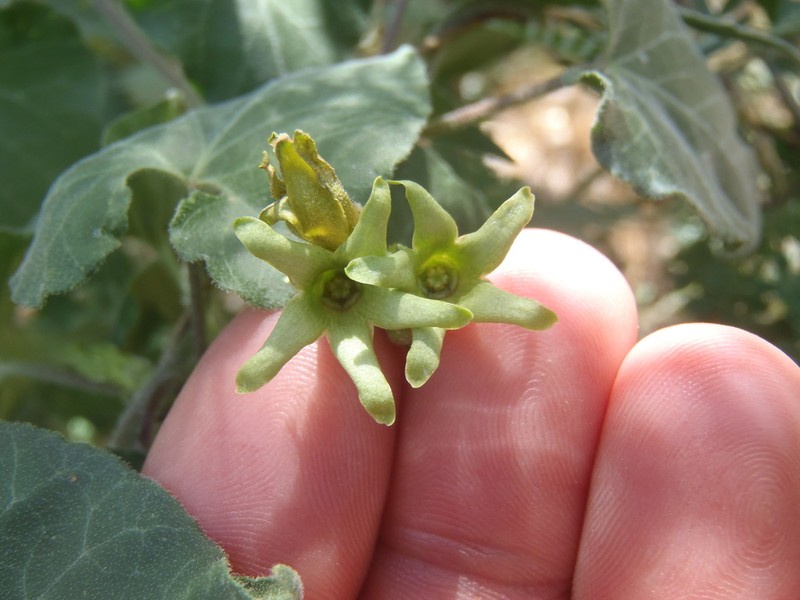 Texas Milkvine