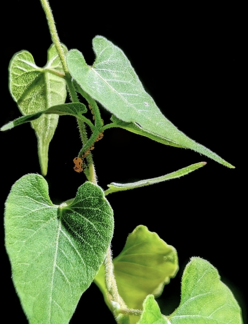 Texas Milkvine photo 2
